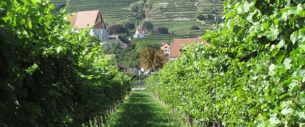 Bild eines Weingutes in Österreich